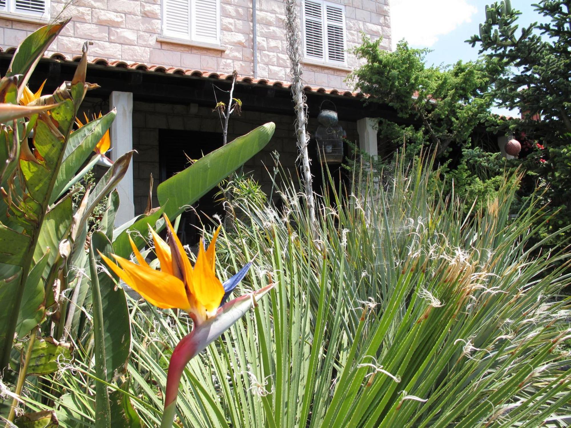 דוברובניק Guest House Maria Bilicic מראה חיצוני תמונה