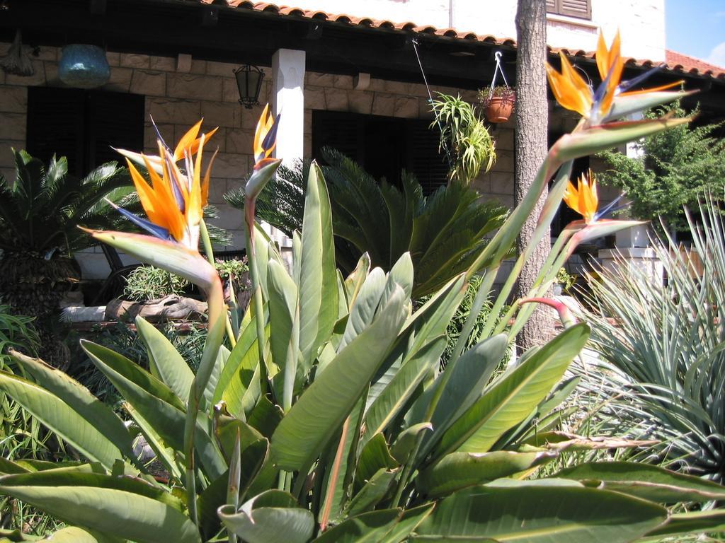 דוברובניק Guest House Maria Bilicic מראה חיצוני תמונה